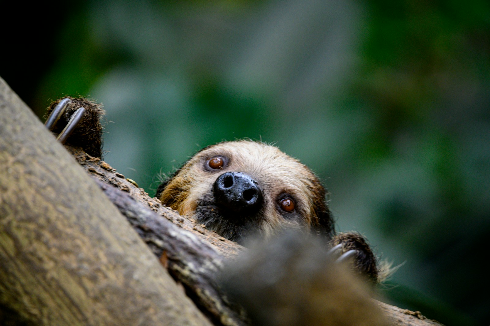 brown and black monkey on brown tree branch during daytime