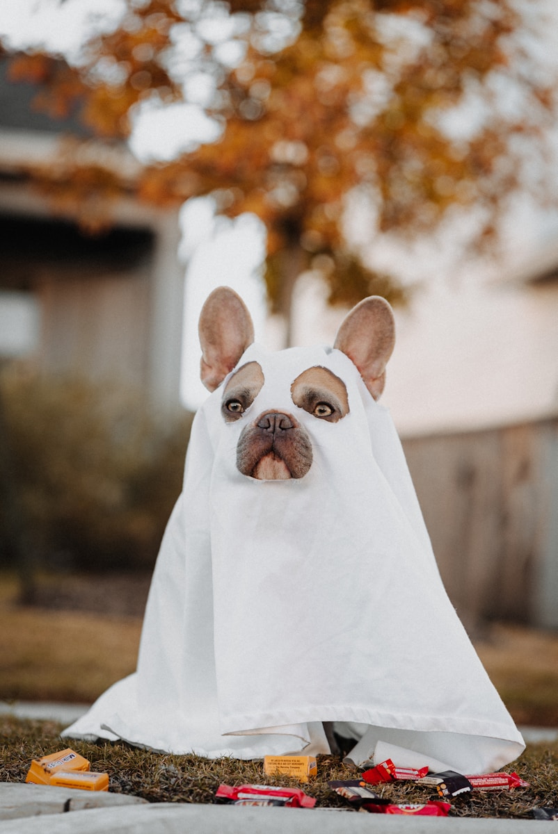 How to Disappear According to Rob: Advanced Tech Techniques white french bulldog puppy covered with white textile